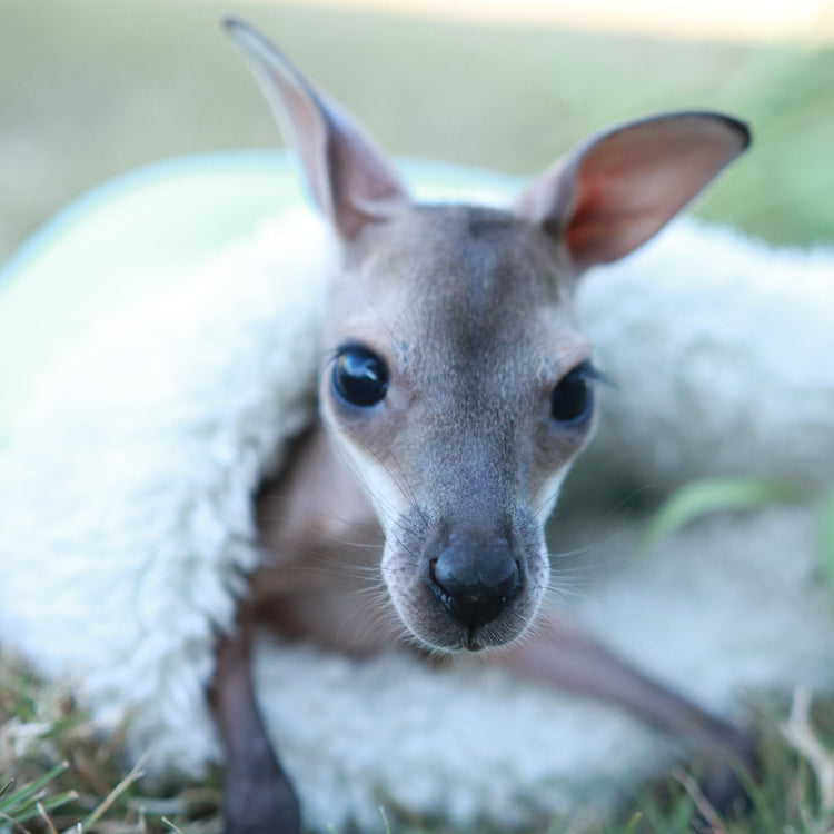 Events – wildliferescuequeensland